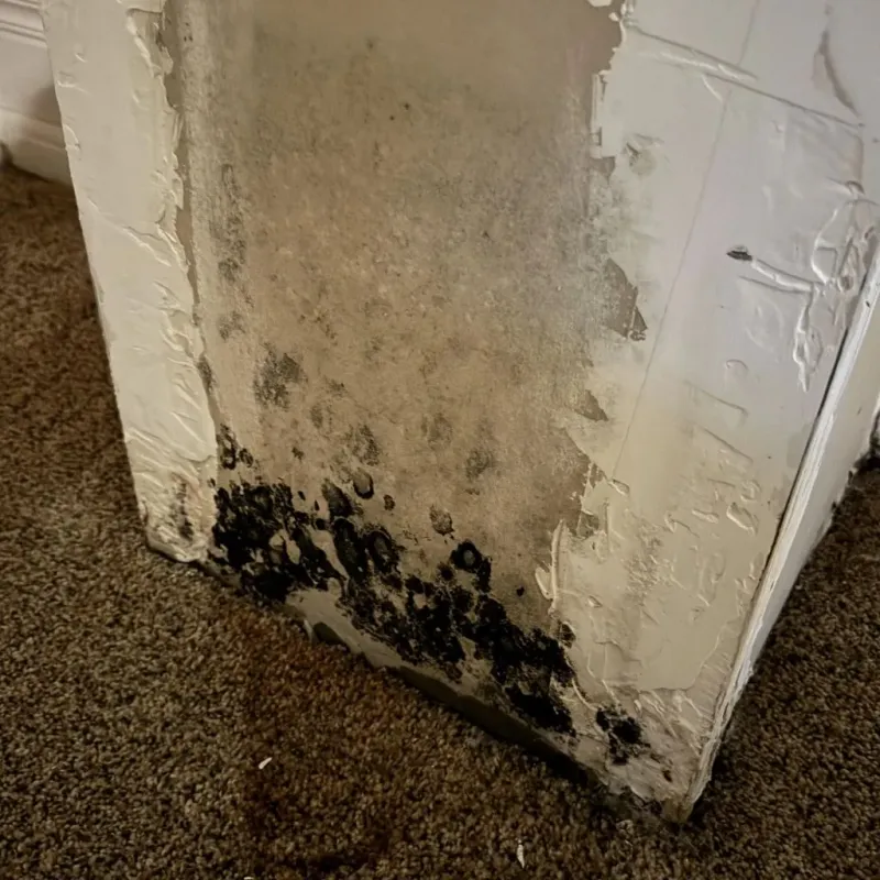 Professional Mold Removal in La Coste, TX